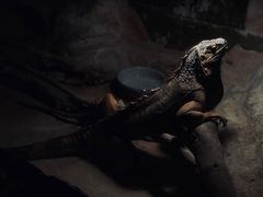 -上海大自然野生昆虫馆(东方明珠·爬宠昆虫探索中心)
