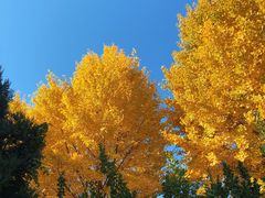 -三里屯东五街银杏大道