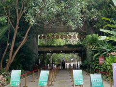 -西双版纳原始森林公园