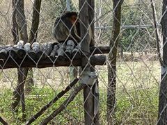 -哈尔滨北方森林动物园