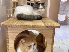 -喵园·猫主题咖啡厅·撸猫·猫咖(国贸店)