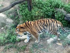 -大连森林动物园