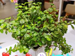 -奈雪的茶(新天地广场PRO店)