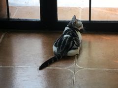 -李小姐の猫咖啡馆(五角场店)