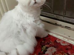 -派特宠物医院(圆融广场店)