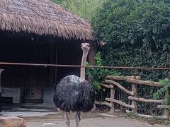 -上海野生动物园