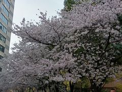 -玛格萝妮比萨屋(四平店)