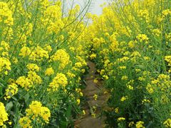 -中国天府农业博览园