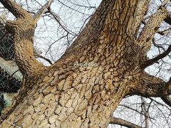 -嵩山少林文化旅游景区