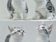 -lincat·猫舍(广州店)
