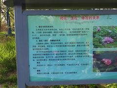 -莲花池公园