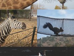 -大连森林动物园