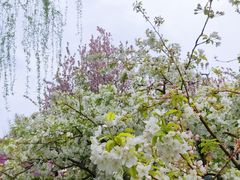 -海棠花溪(元大都城垣遗址公园)