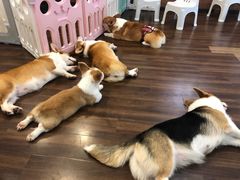 -柯斗斗主题餐厅·狗咖·围炉煮茶·茶饮(国瑞升平里店)