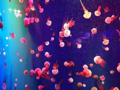 -成都浩海立方海洋公园