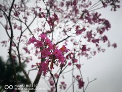 景点-广州珠江公园