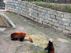 -上海野生动物园