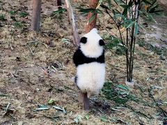 -成都大熊猫繁育研究基地