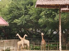-深圳野生动物园
