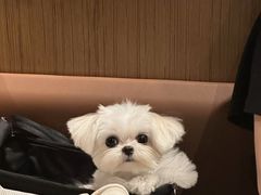 -萌宠之家·腊肠犬·马尔泰·小体犬舍
