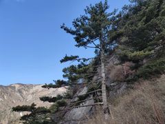 -朱雀国家森林公园