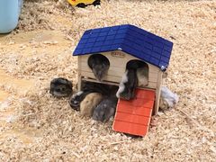 -龟与熊猫宠物公园(南坪店)