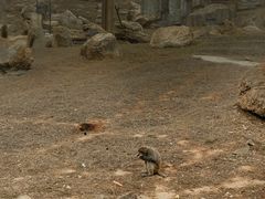 -石家庄市动物园