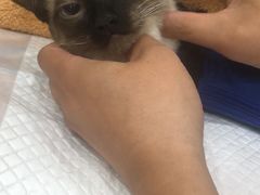 -宠爱国际动物医院· 猫科· 外科·中兽医(长白店)