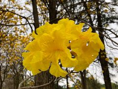 -天适樱花悠乐园