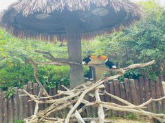 -上海野生动物园