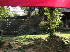 -吉隆坡雀鸟公园
