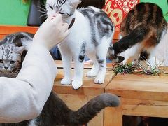 -李小姐の猫咖啡馆(五角场店)