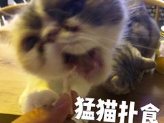 -平行世界·猫咖(首经贸店)