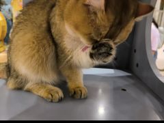 -有喵·猫咖·狗咖·30几只猫10只小狗(岗厦店)