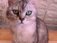 -平行世界·猫咖(首经贸店)