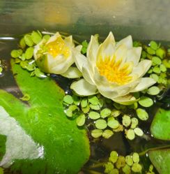 -钓虾工场·钓虾·赶海(回龙观店)