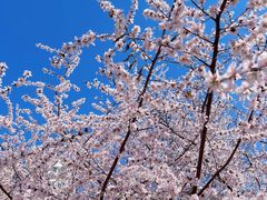 -桃花堤公园