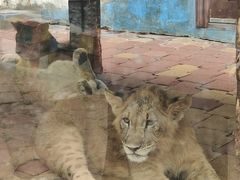 -大连森林动物园