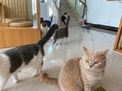-Catmate·猫肥家润(金润铂宫店)