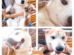 桃面柴犬-柴犬高等学院·狗咖·柴犬售卖·宠物训练