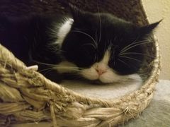-猫友咖啡店(玉林西路店)