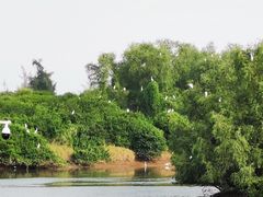 -大亚湾红树林城市湿地公园