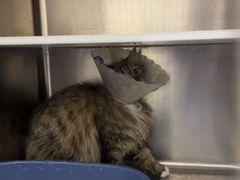 -萌兽医馆·犬猫专科·眼科中心·宠物医院(朝阳门分院)