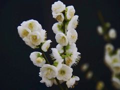 -北京鹫峰国家森林公园