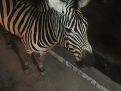 -清迈夜间动物园