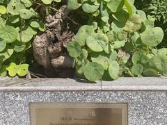 -广州神农草堂中医药博物馆