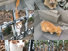 -上海花园饭店