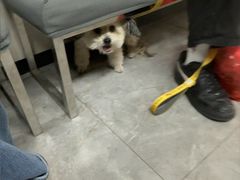 -半岛宠物医院24小时(白果林店)