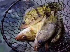 徽三臭鳜鱼-徽三说·土徽菜·中国徽菜连锁品牌(一中店)