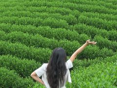 -帐篷客·溪龙茶谷度假酒店